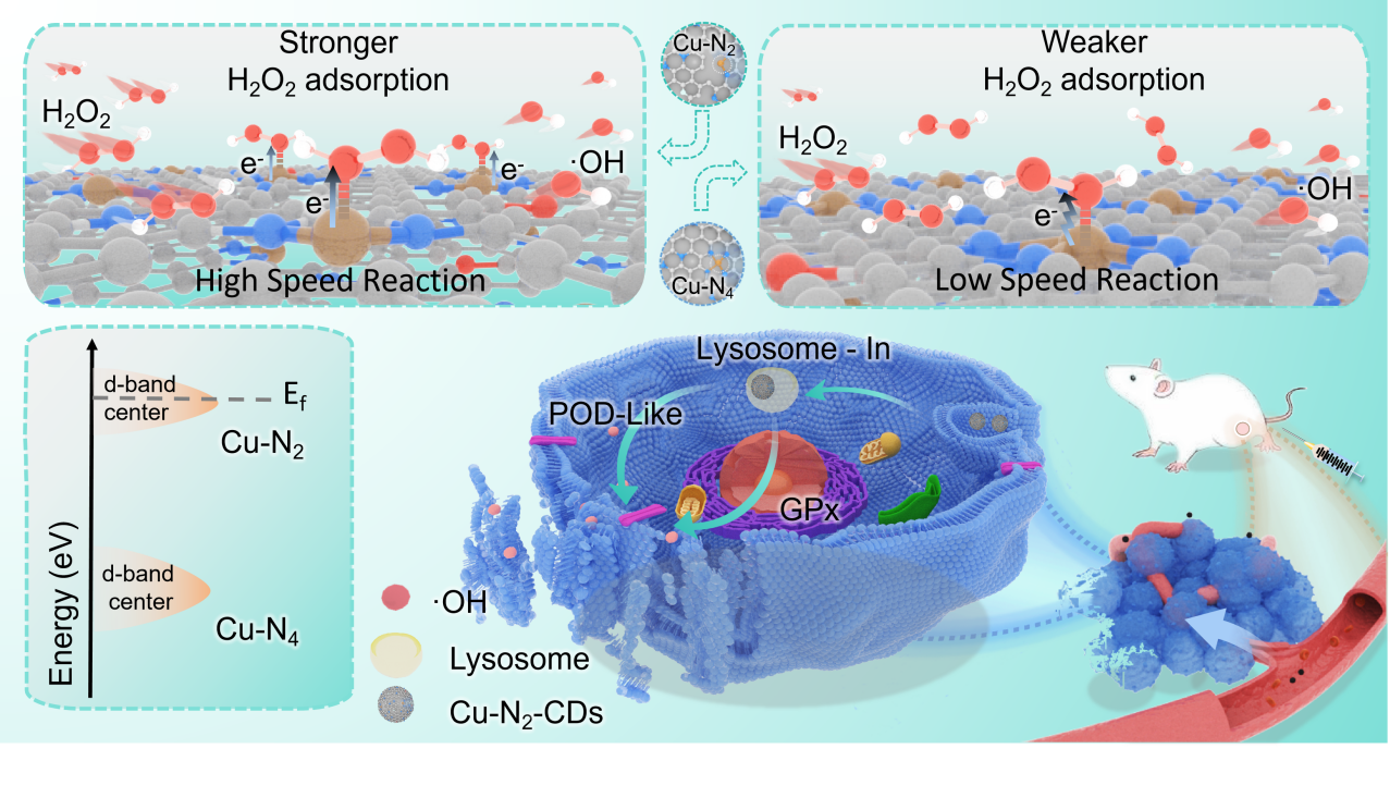New Copper Nanozyme Shows Powerful Tumor Suppression with High Precision