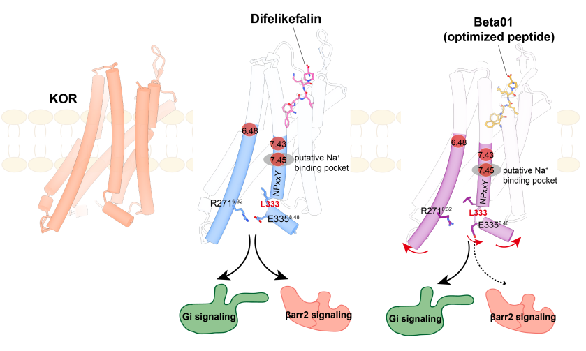 Researchers Design Safer Drug Candidate for Chronic Pain and Pruritus