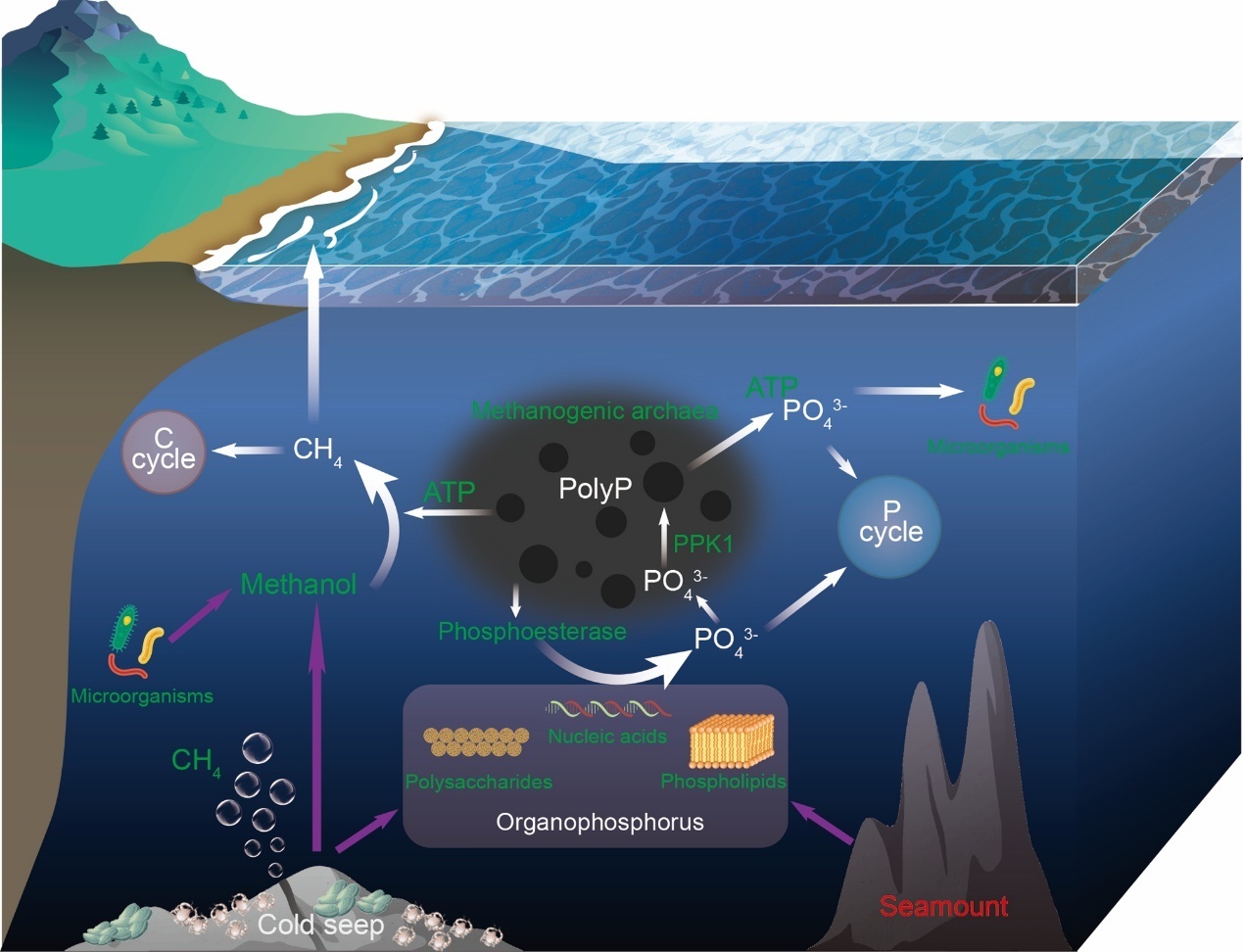 Study Reveals How Deep-sea Methanogens Thrive in Phosphorus-starved Environments