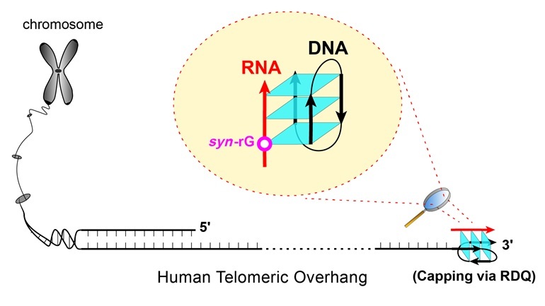 Researchers Uncover Hidden Structure of RNA–DNA Hybrid G-Quadruplex