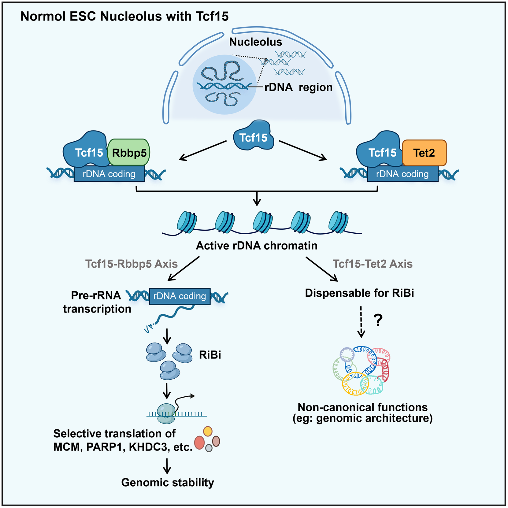 Tcf15 Safeguards Ribosome Biogenesis and Genome Stability in Embryonic Stem Cells