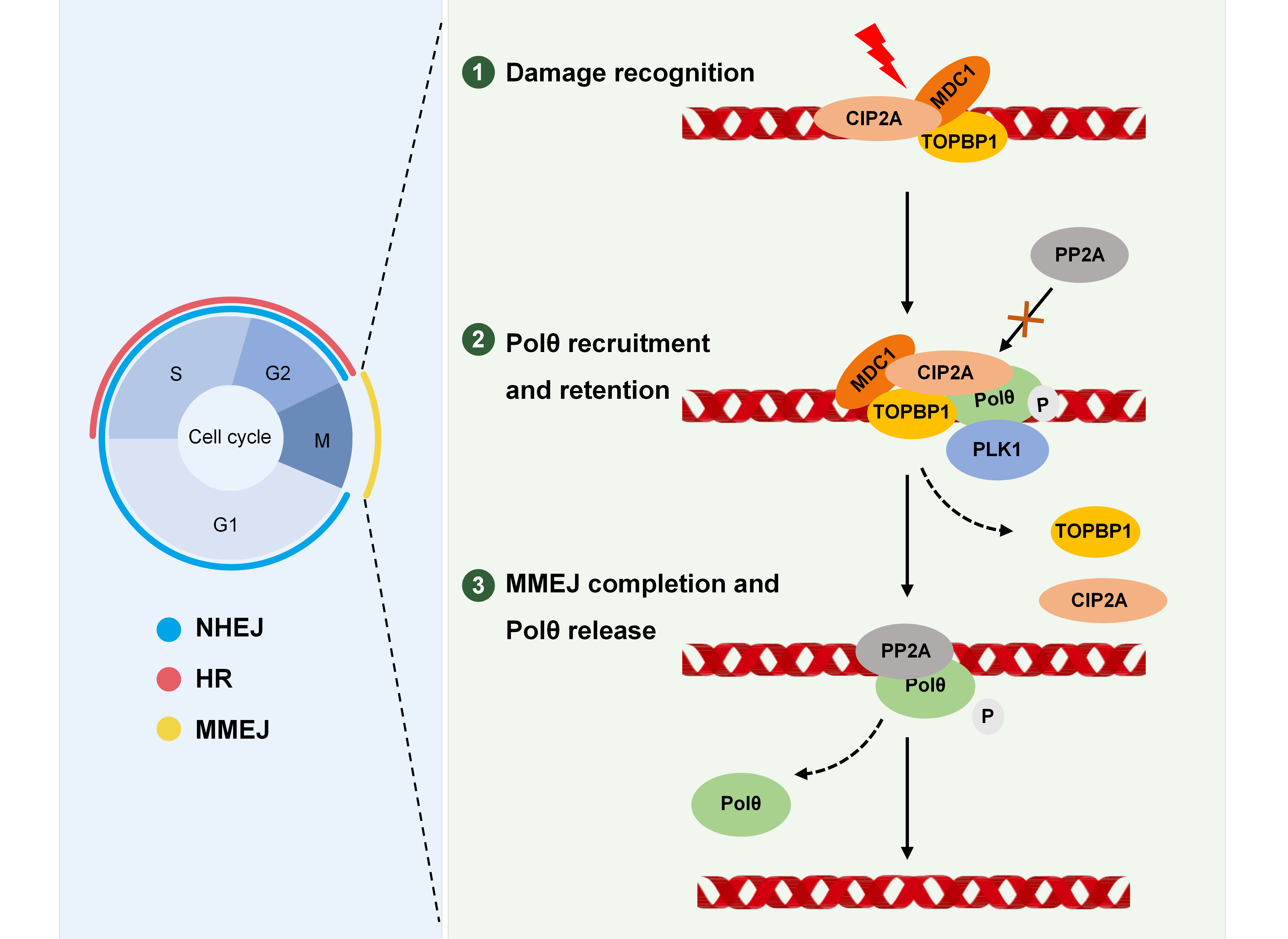 CIP2A Found to Link DNA Repair and Tumor Sensitivity to Radiotherapy