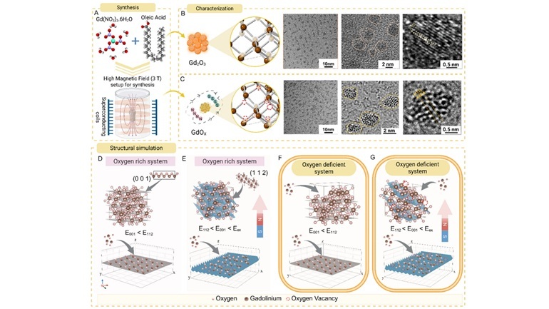 Steady Magnetic Field Boosts MRI Performance of Gadolinium Oxide Nanoprobes